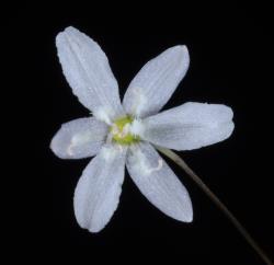 Image: P.B. Heenan © Landcare Research 2014 